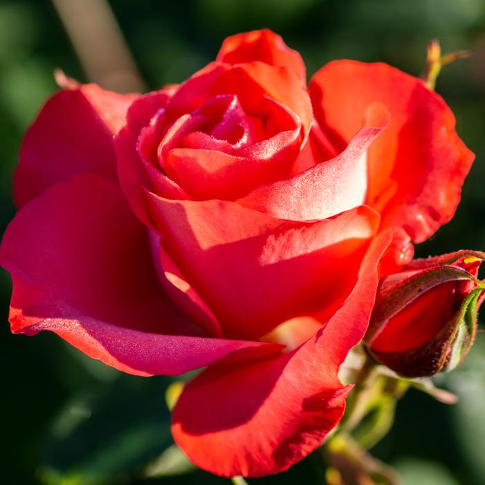 MARMALADE SKIES™ FLORIBUNDA ROSE