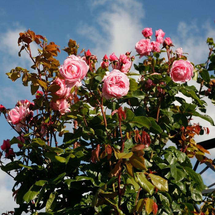 ARBOROSE® KISS ME KATE™ CLIMBING ROSE