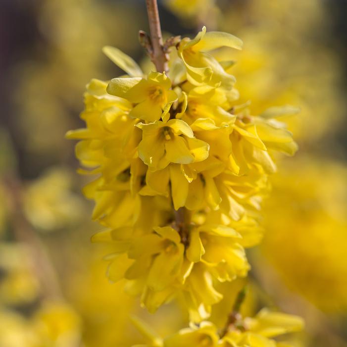 SPRING FLING® FORSYTHIA