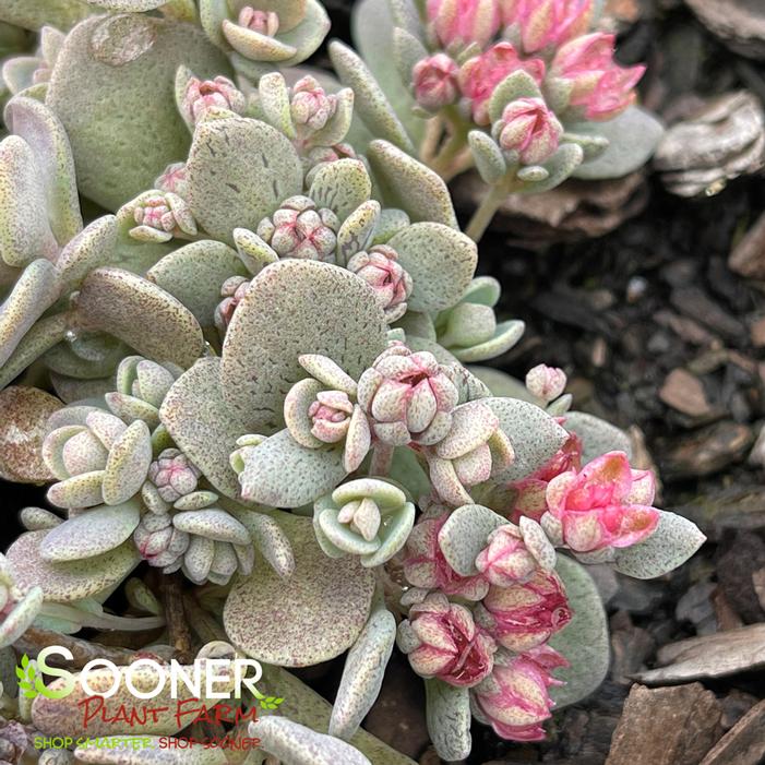 SUNSPARKLER® BLUE ELF SEDUM