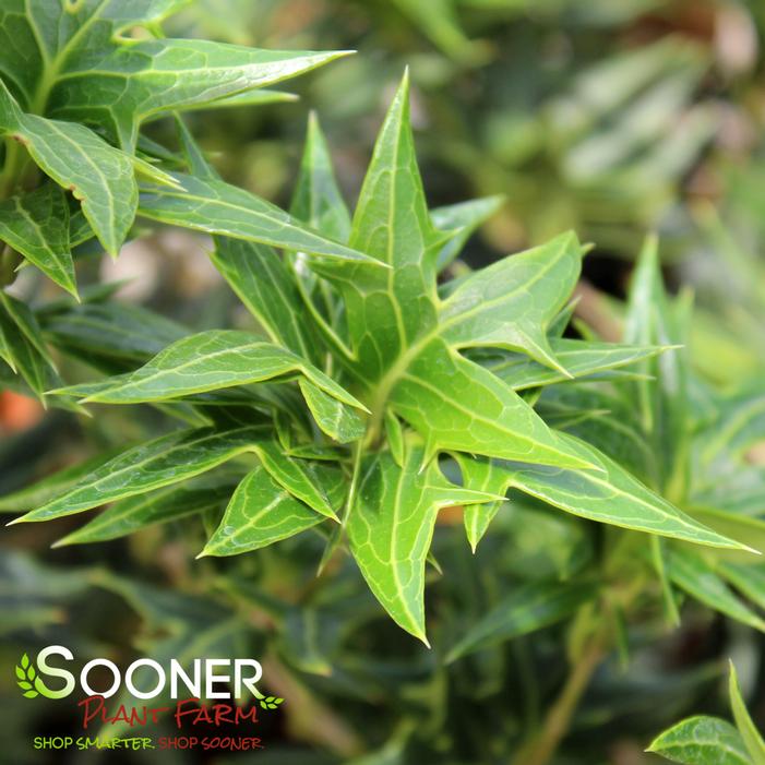 SASABA FALSE HOLLY