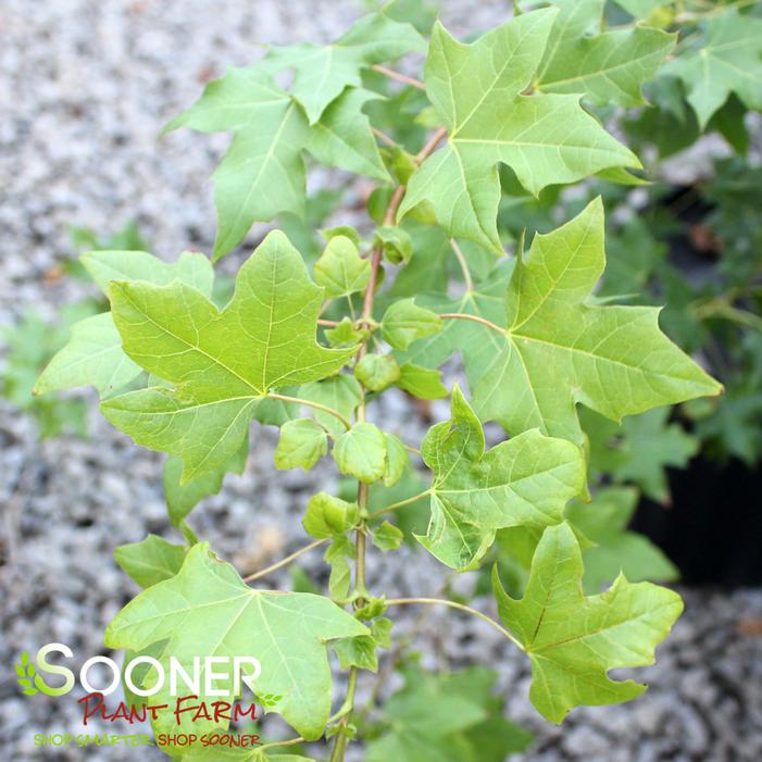 FLOWER GOD DWARF SHANTUNG MAPLE