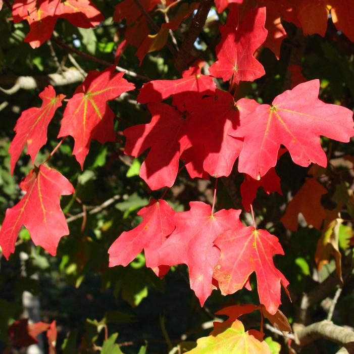 MESA GLOW® BIGTOOTH MAPLE