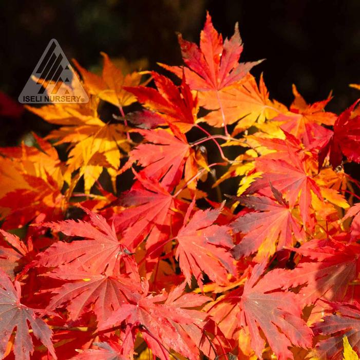ARCTIC JADE® MAPLE