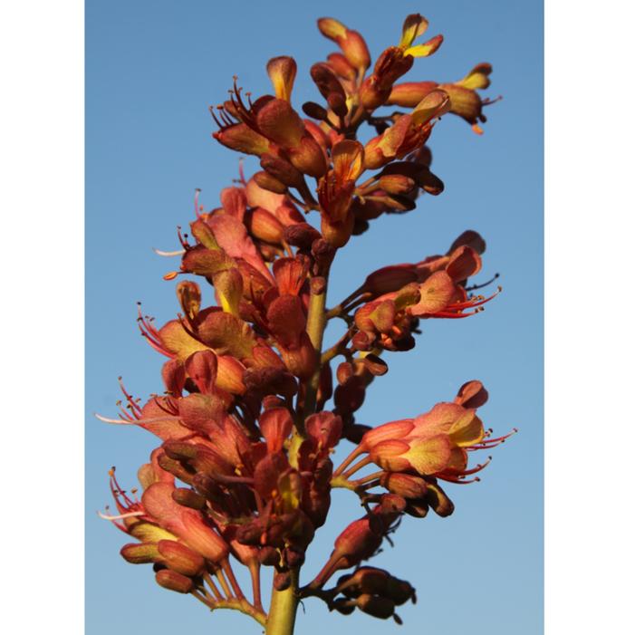 MYSTIC RUBY™ BUCKEYE