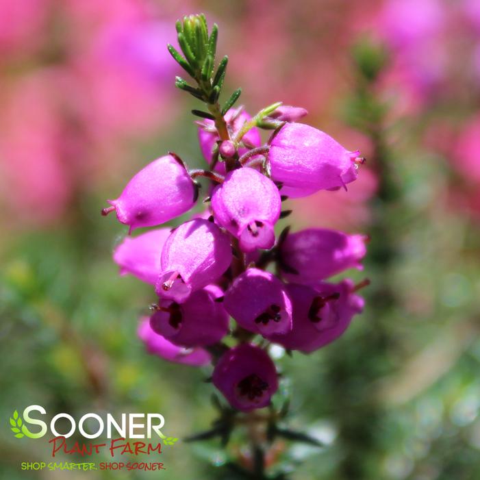 C.D. EASON BELL HEATHER