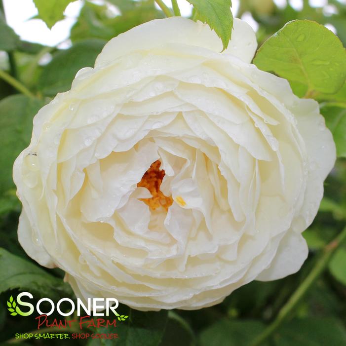 CLAIRE AUSTIN CLIMBING ENGLISH ROSE