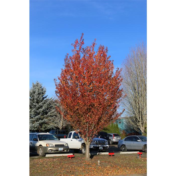 FIRST BLUSH® FLOWERING CHERRY