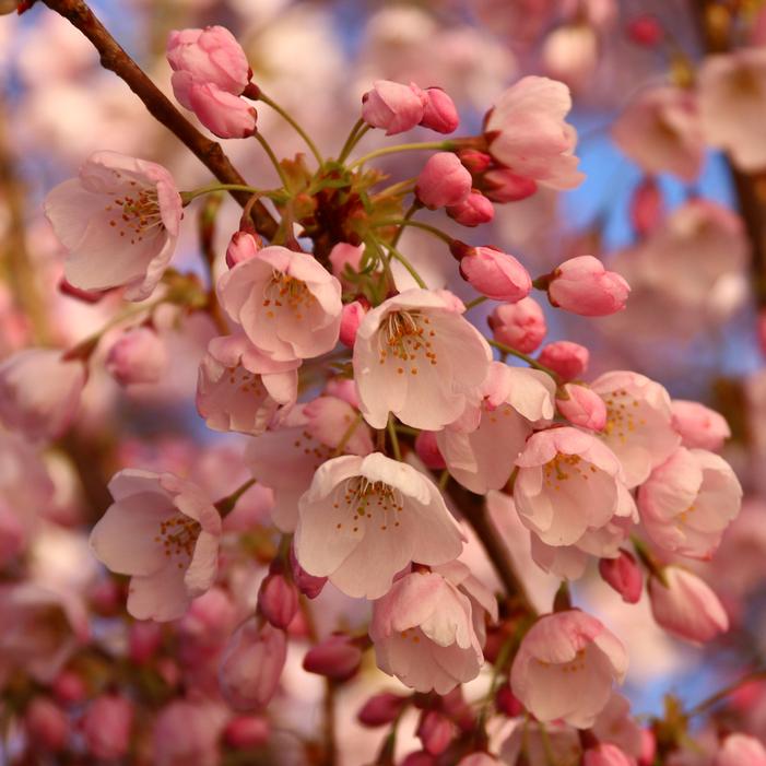 AKEBONO FLOWERING CHERRY