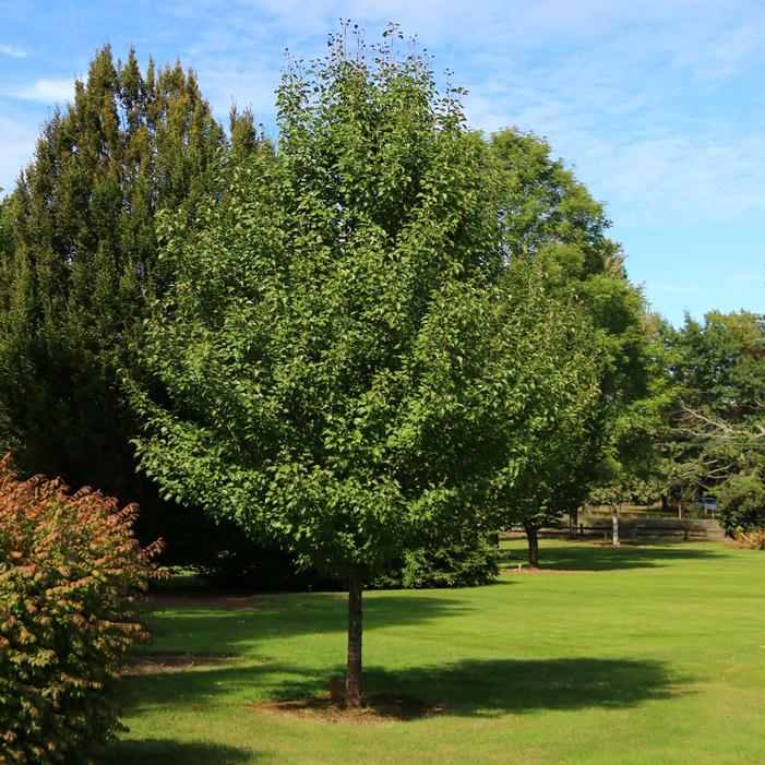 CHASTITY® ORNAMENTAL PEAR