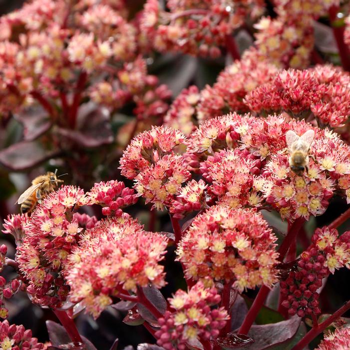 CONGA LINE SEDUM