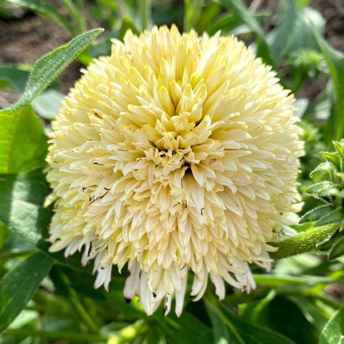 DELIGHTFUL™ LACE CONEFLOWER