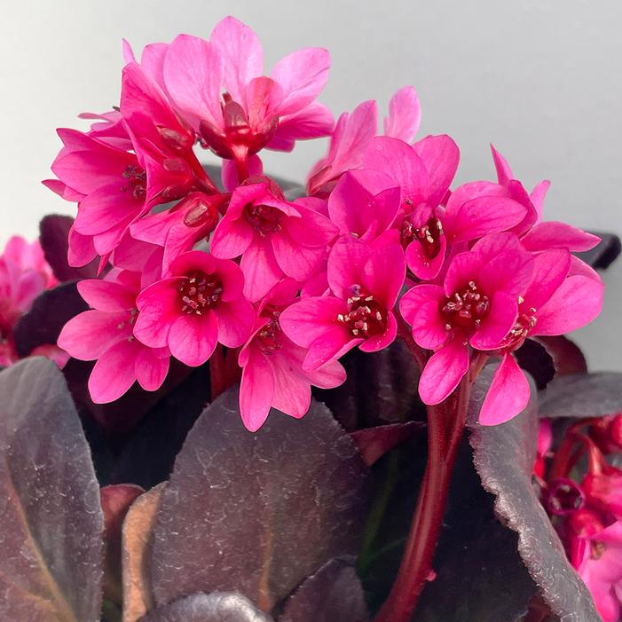 EARLY BRILLIANCE™ MAGENTA BERGENIA