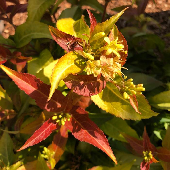 FIREFLY® BUSH HONEYSUCKLE