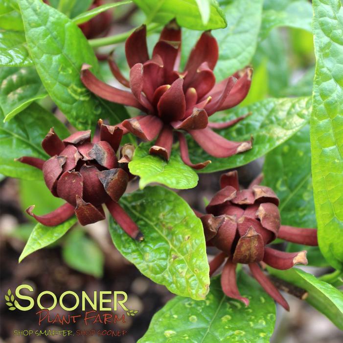 MICHAEL LINDSEY SWEETSHRUB