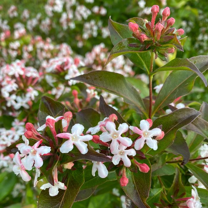 SWEET EMOTION BLAZE™ FRAGRANT ABELIA