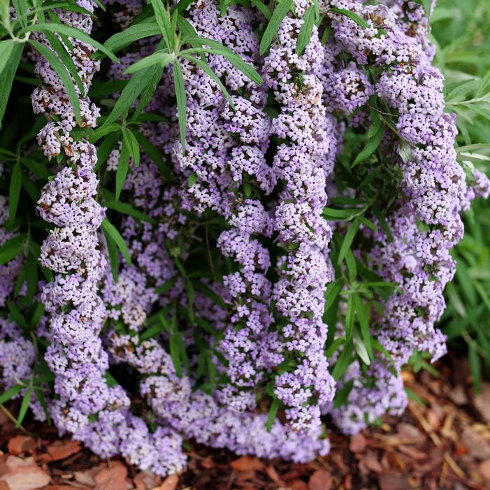 MOP TOP™ FOUNTAIN BUTTERFLY BUSH