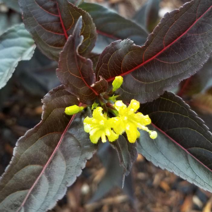 KODIAK JET BLACK™ BUSH HONEYSUCKLE