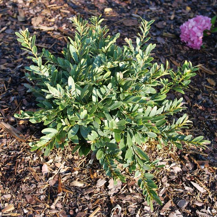BUCKHEAD™ BOLD DISTYLIUM
