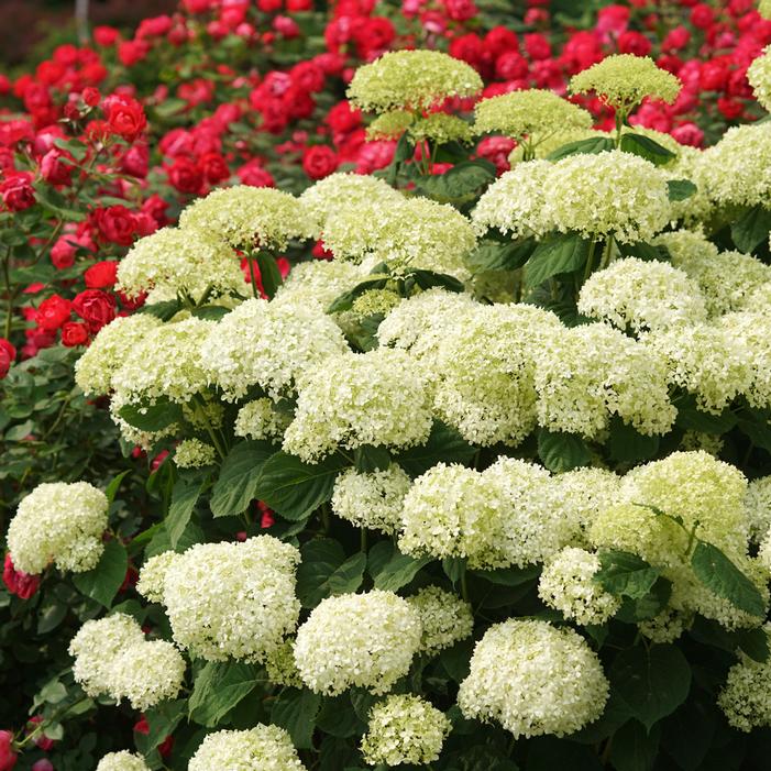 INCREDIBALL STORM PROOF™ HYDRANGEA