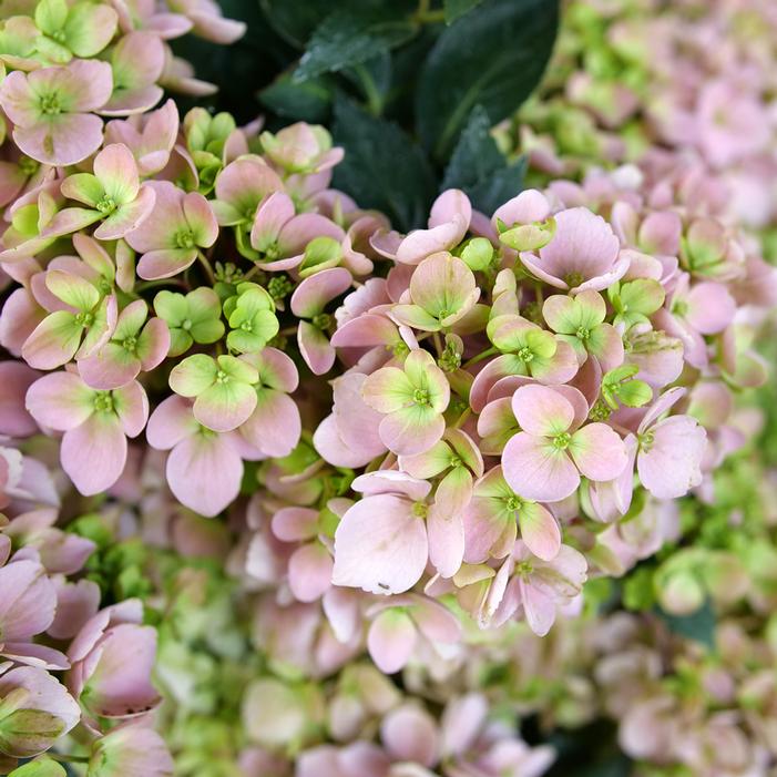 FAIRYTRAIL FRESCO™ CASCADE HYDRANGEA