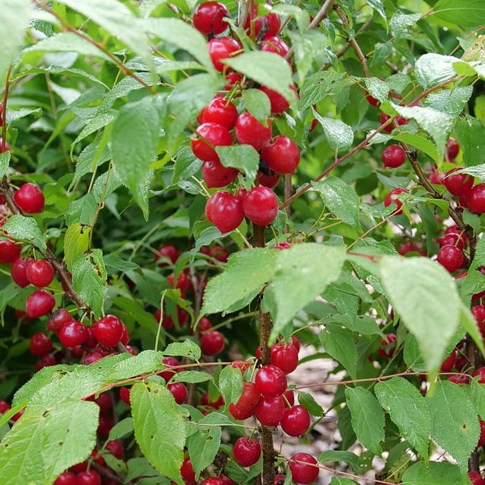 EASY AS PIE™ SOUR BUSH CHERRY