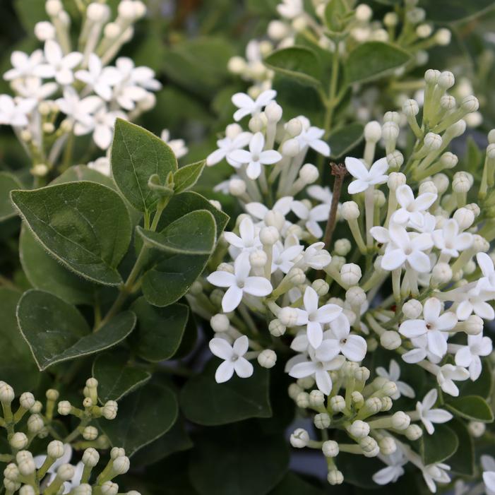 BLOOMERANG SHOWMOUND™ LILAC