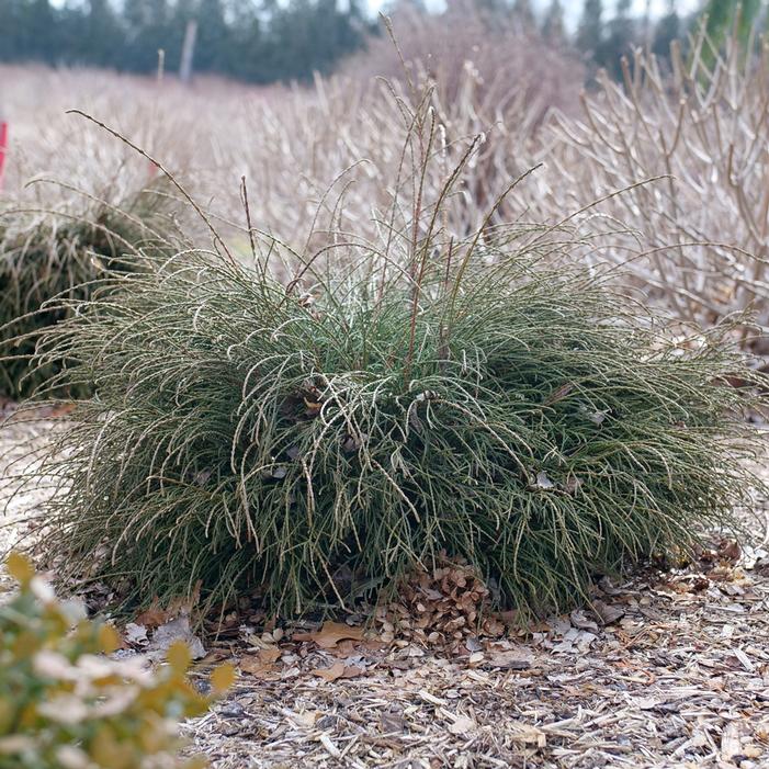WHIP IT GOOD™ THREADLEAF ARBORVITAE
