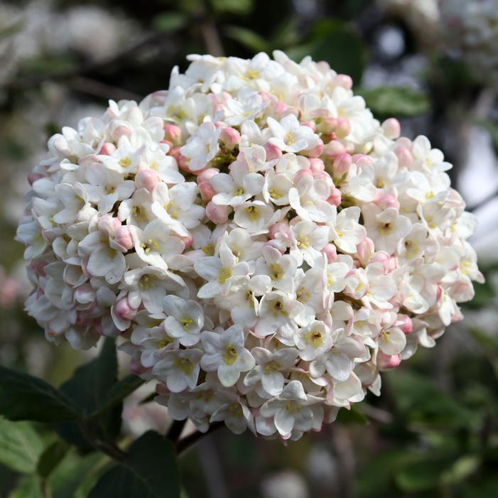 SPICE COWBOY™ KOREAN VIBURNUM