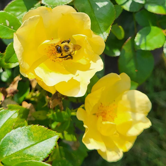 EASY BEE-ZY™ KNOCK OUT® ROSE