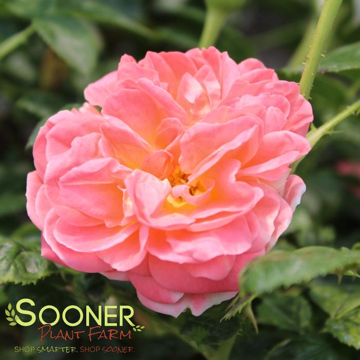 Image property of Sooner Plant Farm, Inc.