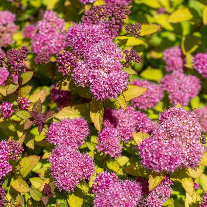 EMPIRE® NORTHERN LIGHTS™ SPIRAEA