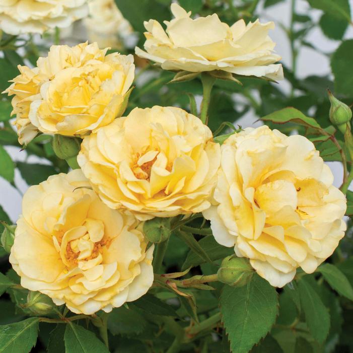 BUTTERCREAM DRIFT® ROSE