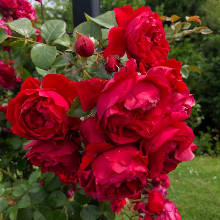 ARBOROSE® FLORENTINA™ CLIMBING ROSE