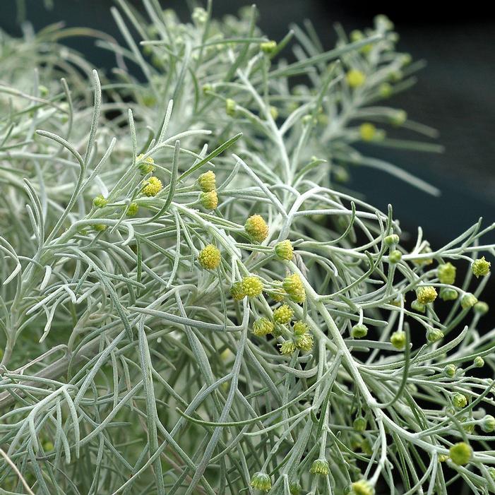 MAKANA™ SILVER WORMWOOD
