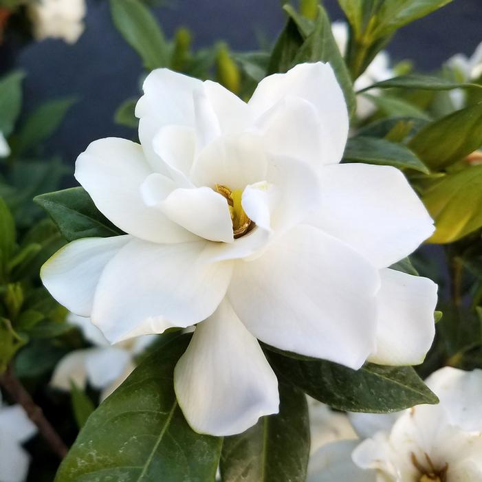 BIG BEAUTY™ GARDENIA