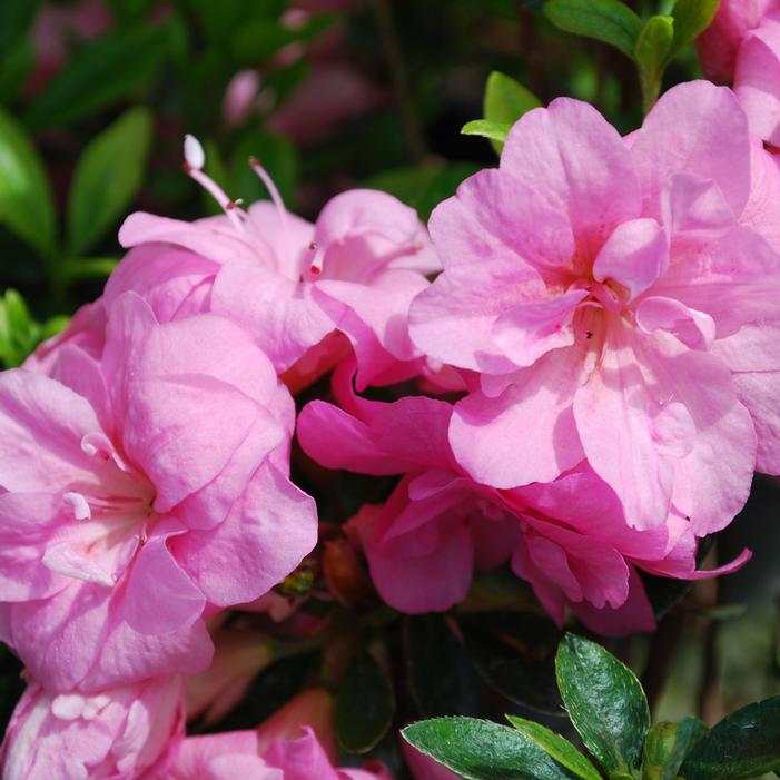 ROSEBUD GABLE AZALEA
