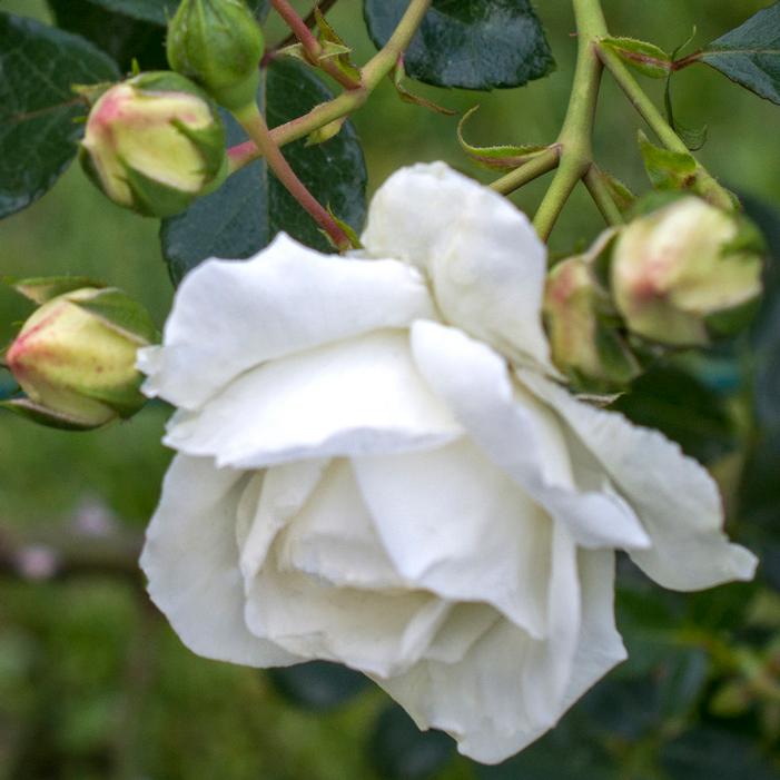 WHITE DAWN CLIMBING ROSE