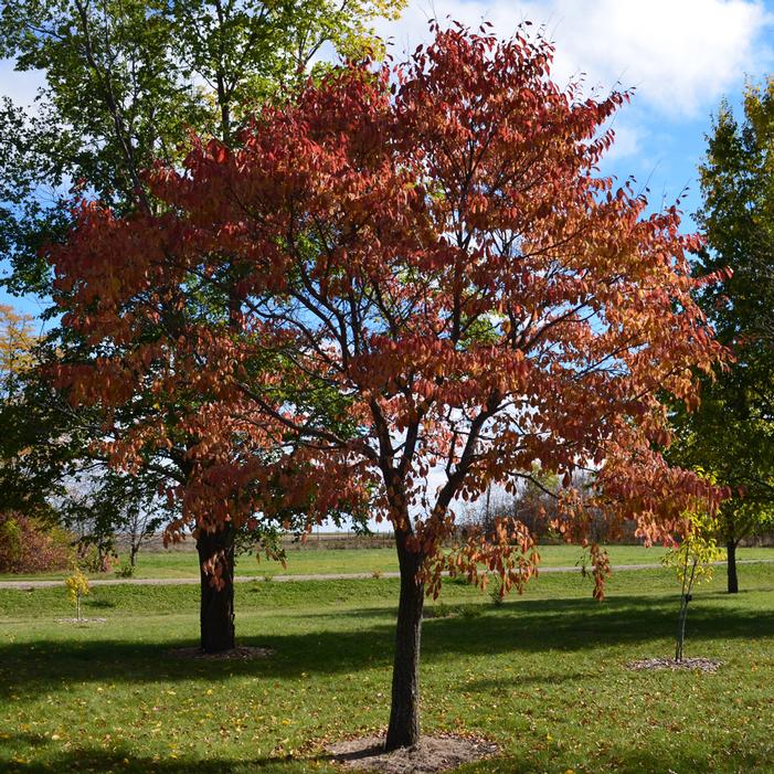NORTHERN EMPRESS® JAPANESE ELM