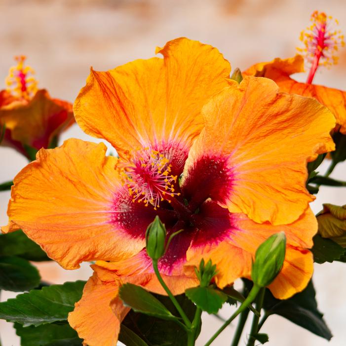 HOLLYWOOD® DISCO DIVA™ TROPICAL HIBISCUS