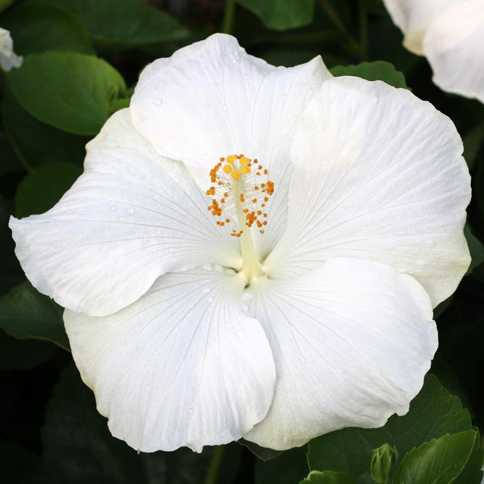 HOLLYWOOD® EARTH ANGEL™ TROPICAL HIBISCUS