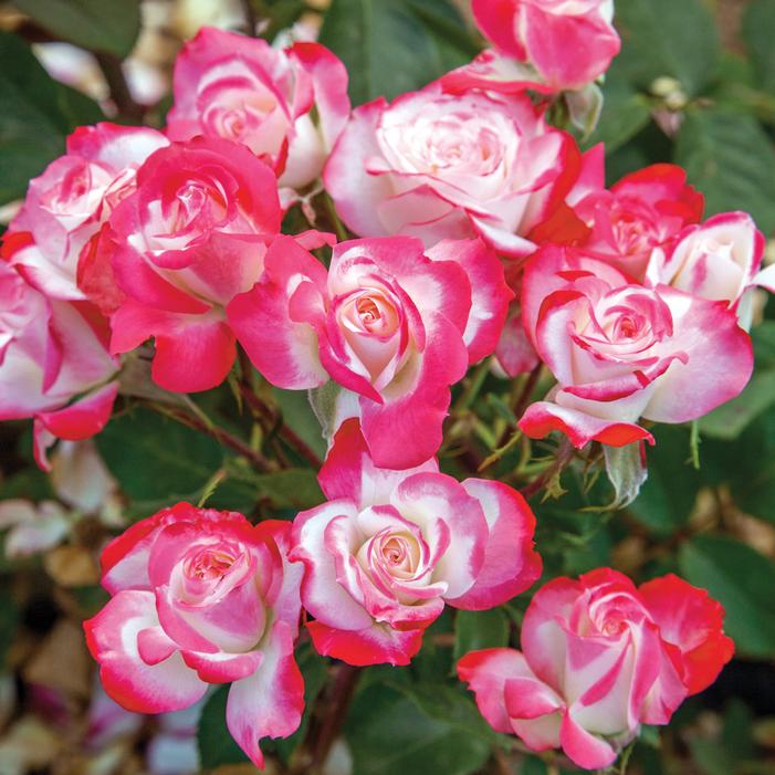 CANDY CANE COCKTAIL™ FLORIBUNDA ROSE