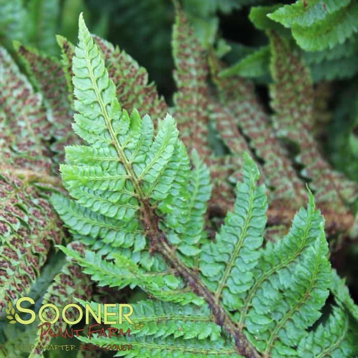 Image property of Sooner Plant Farm, Inc.