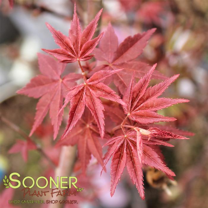 OTOME ZAKURA UPRIGHT JAPANESE MAPLE