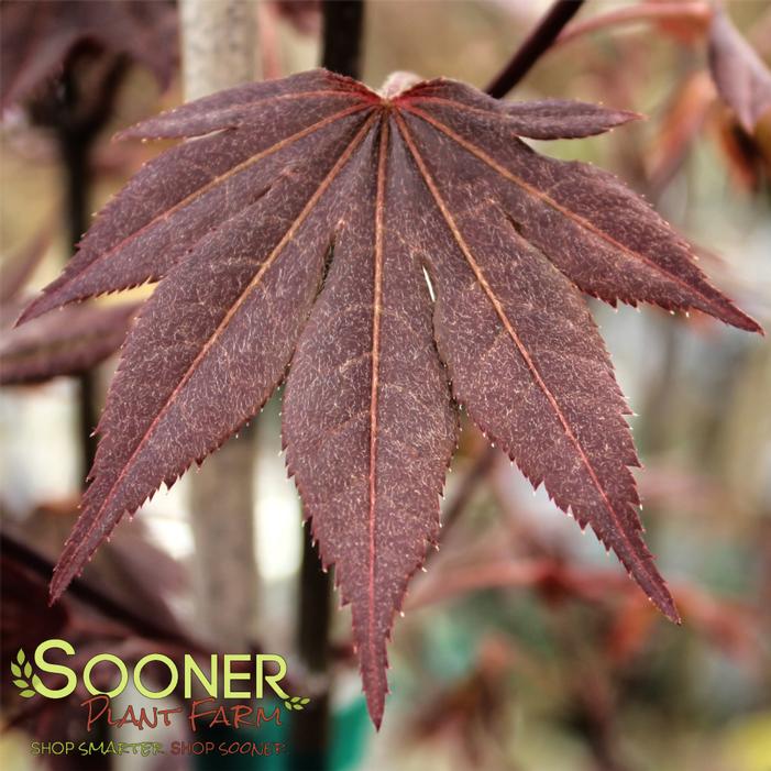 MAHOGANY JAPANESE MAPLE