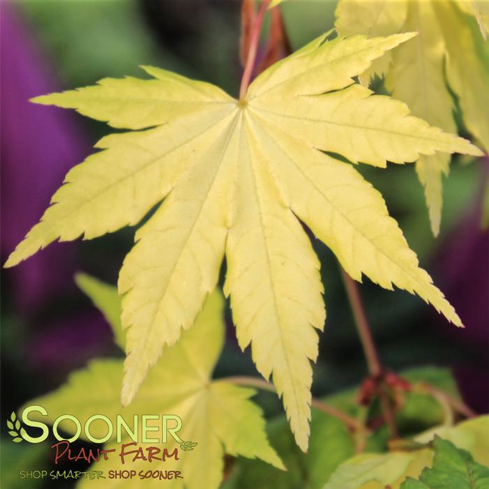 DRAGON MASTER DWARF WEEPING JAPANESE MAPLE