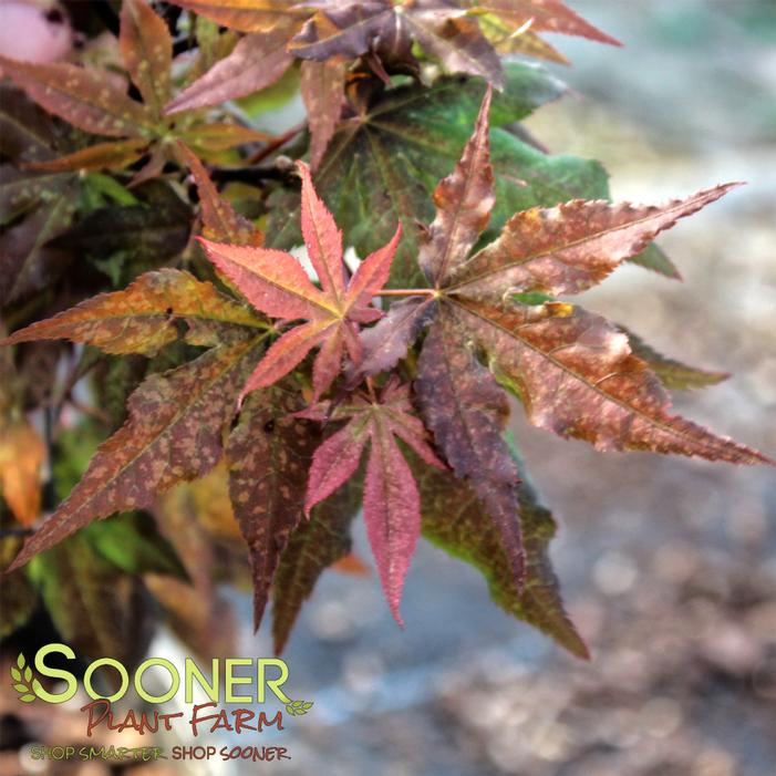 DARK GHOST UPRIGHT JAPANESE MAPLE