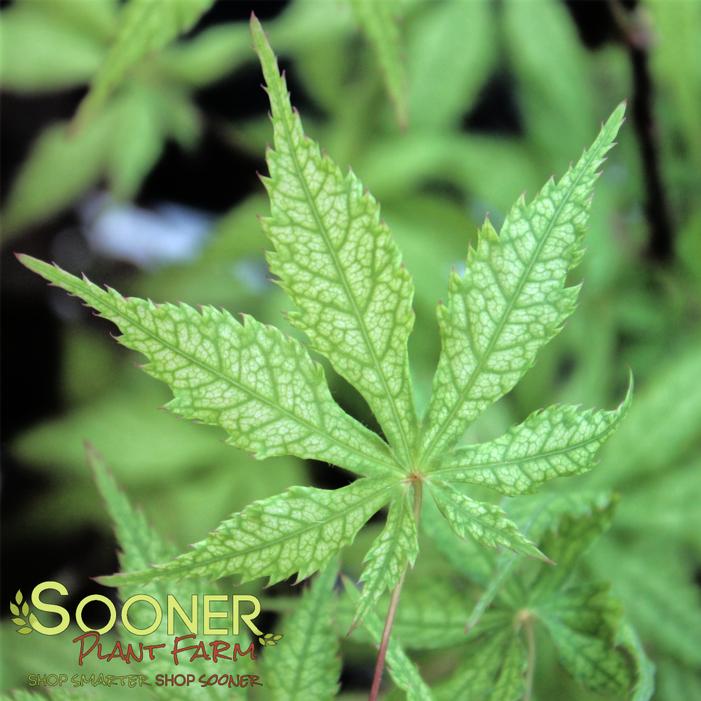 BLONDE BEAUTY JAPANESE MAPLE