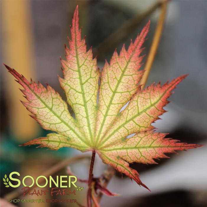 FIREFLY UPRIGHT JAPANESE MAPLE