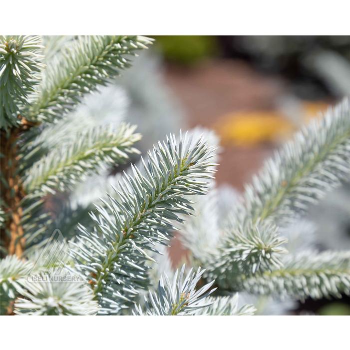 MONTY® DWARF COLORADO BLUE SPRUCE